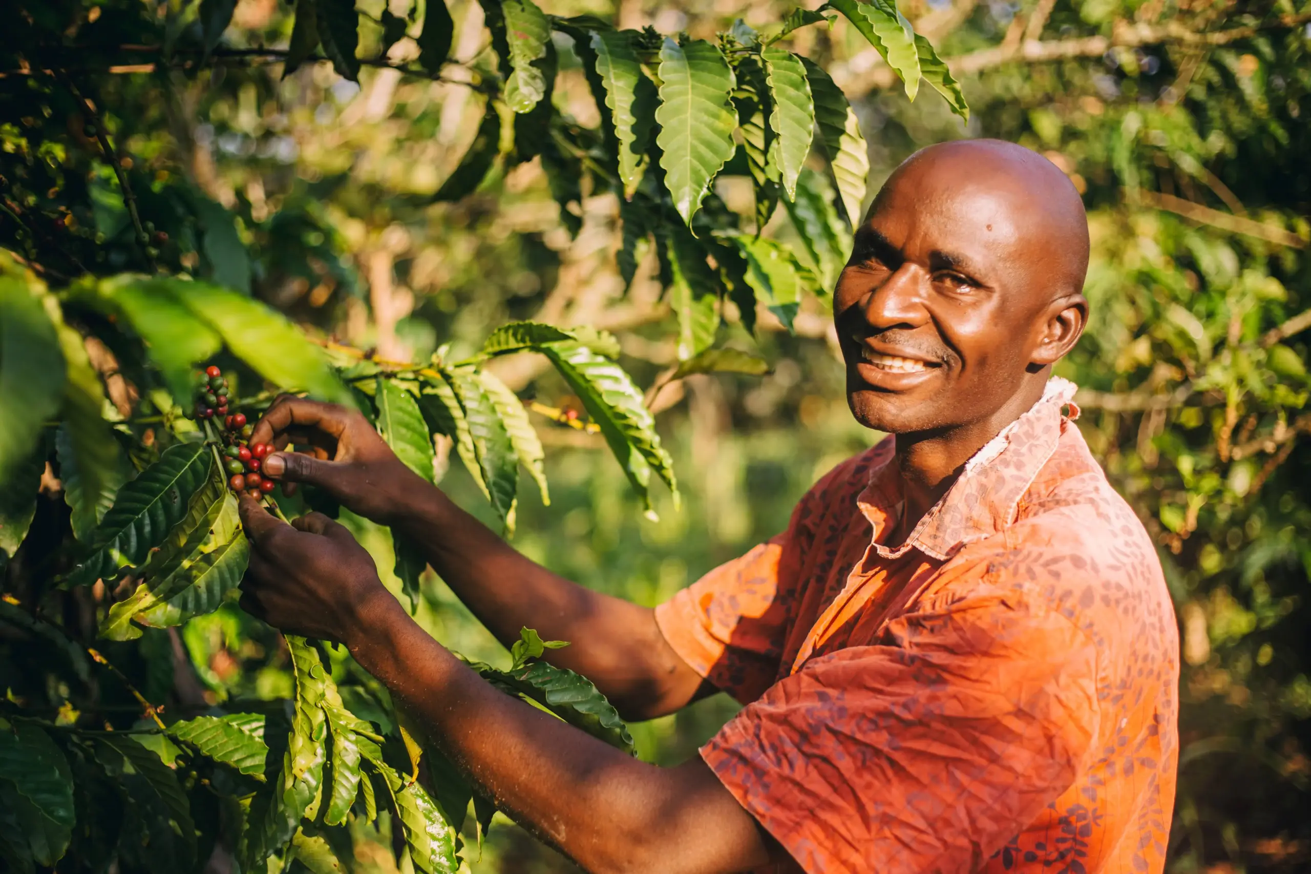 © Uganda_Martin Kharumwa_Das-Hunger-Projekt_Ernte